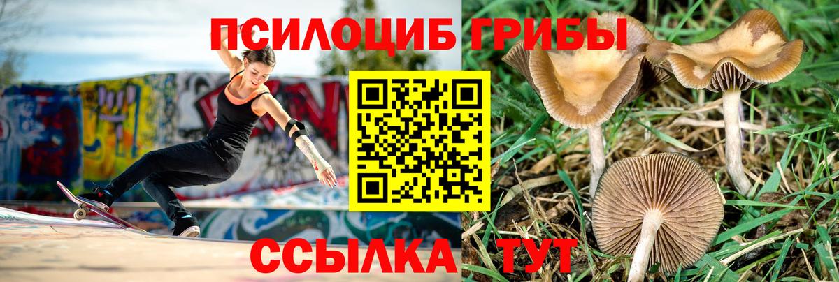Галлюциногенные грибы MAGIC MUSHROOMS  Вход с VPN  Чехов 